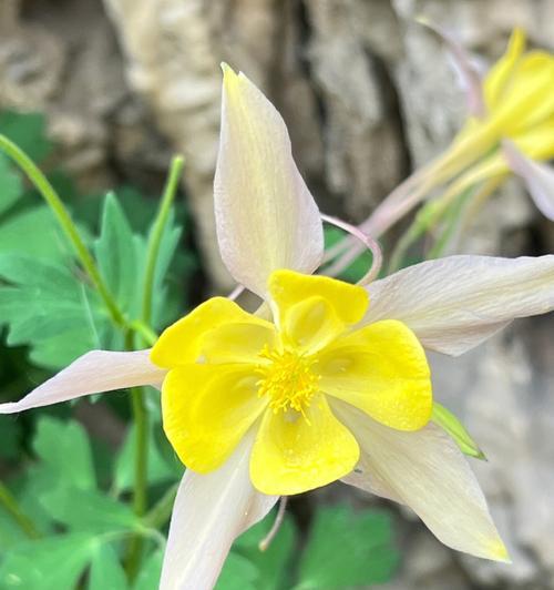 耧斗菜的花语与寓意（传说故事中的耧斗菜）