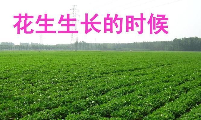 花生的生长习性特点和生长环境条件（探秘花生的种植技巧）