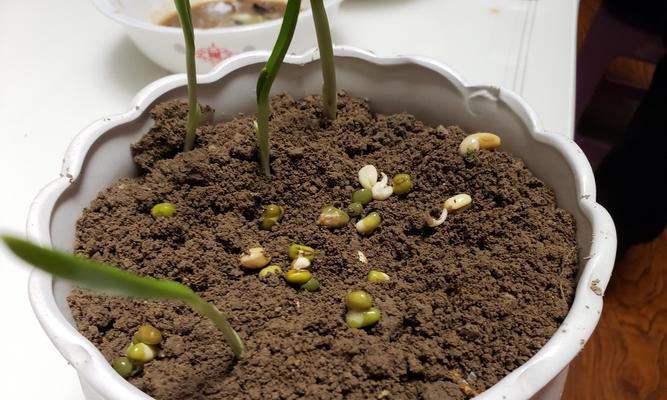 花生豆发芽了能否食用（如何判断花生豆是否安全可食）