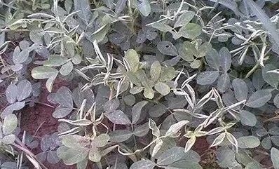 花生黄叶病的原因、治疗及防控方法（从根源探究花生黄叶病发生的原因及有效防治方法）