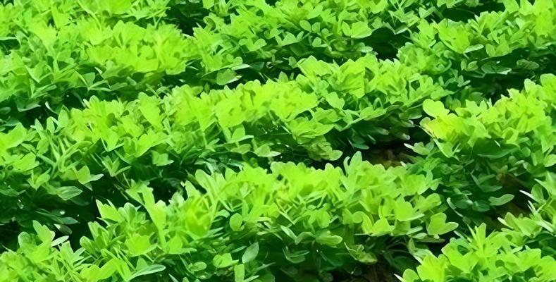 花生种植月份选择（选对时间）