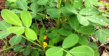 花生种植月份选择与技巧（掌握正确的种植时间）