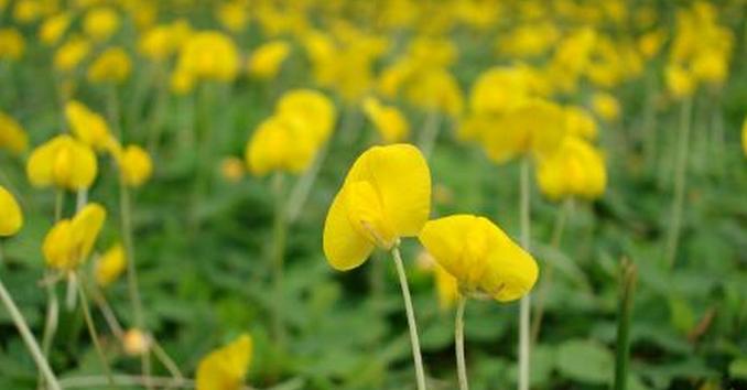 花生生长周期与花果期详解（了解花生的生长规律）