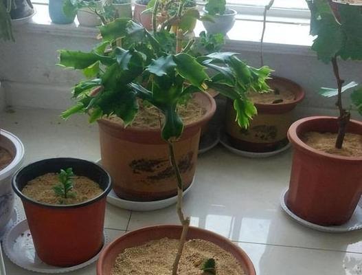 科学浇水，让花生丰收（掌握花生的浇水技巧）