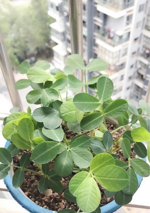 熟花生壳可以做有机肥料（如何利用熟花生壳制作有机肥料）