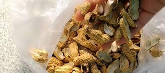 熟花生壳可以做有机肥料（如何利用熟花生壳制作有机肥料）