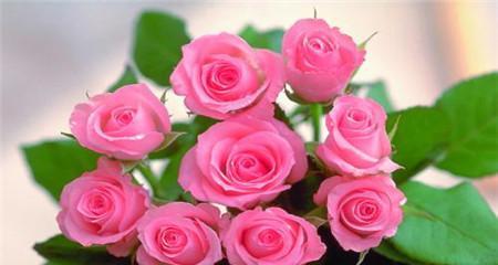 17朵玫瑰花花语的深意（传递爱意的花海）