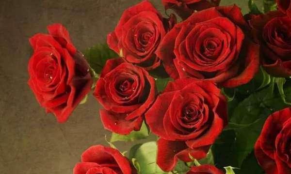 17朵玫瑰花花语的深意（传递爱意的花海）