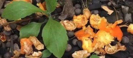 花生壳沤肥技巧详解（从收集到施用）