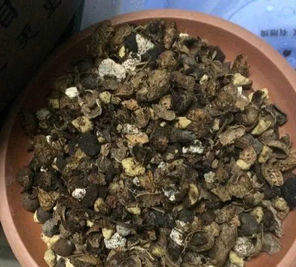 花生壳沤肥技巧详解（从收集到施用）