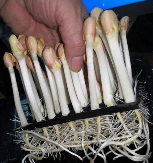 花生的水培方法与注意事项（为您详解花生水培的技巧）