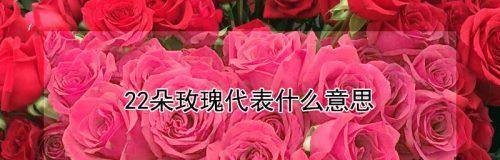 19朵玫瑰花语的意义（解读玫瑰花语）