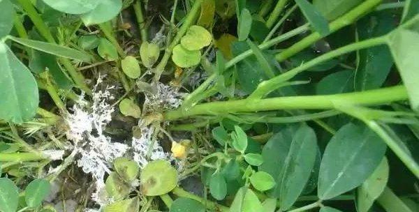 花生烂根处理方法大揭秘（解决花生烂根问题的有效措施）