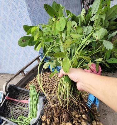 花生苗是否可以移栽（探究花生苗的移栽技巧及注意事项）