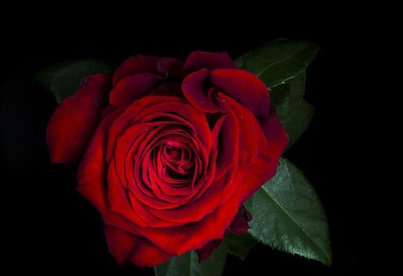24朵玫瑰花语浅析（传递浪漫与真挚的爱情之花——24朵玫瑰的含义解读）