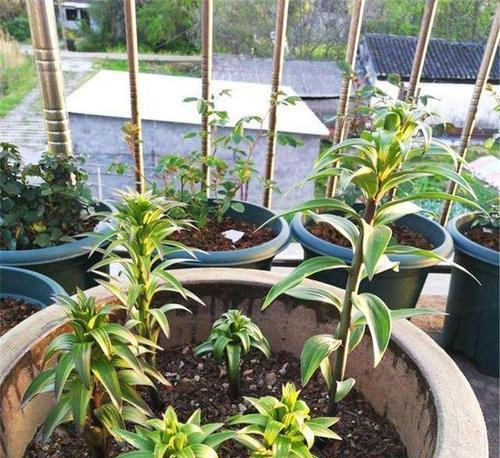 用花生皮种花，真的可以吗（探究花生皮种花的真相）