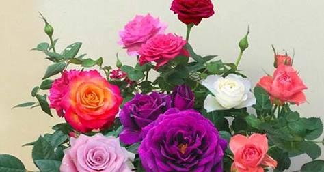 26朵玫瑰的花语之意义与传承（玫瑰花语的深层寓意与神秘传说）