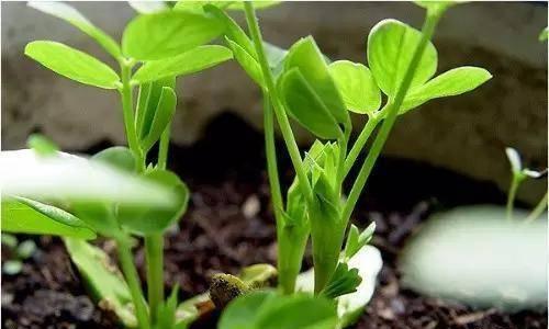 花生种植的季节与注意事项（掌握季节）