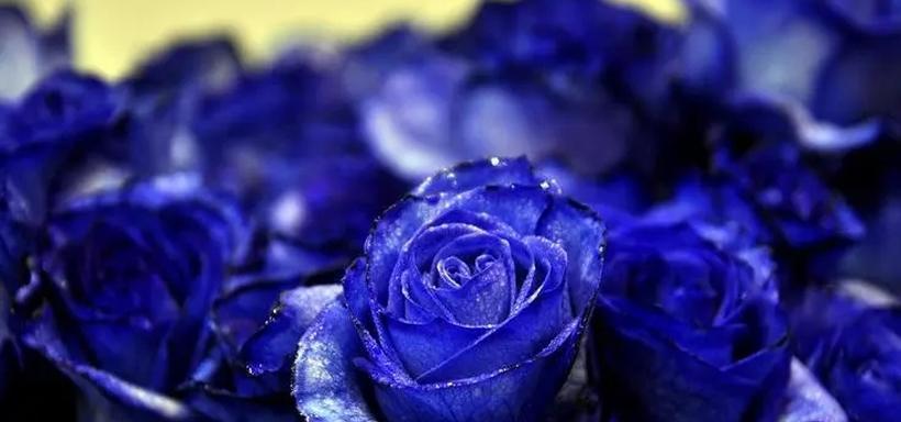 26朵玫瑰的花语意义大揭秘（探索26种不同的玫瑰花语）