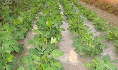 花生最佳播种时间（掌握这个时间）