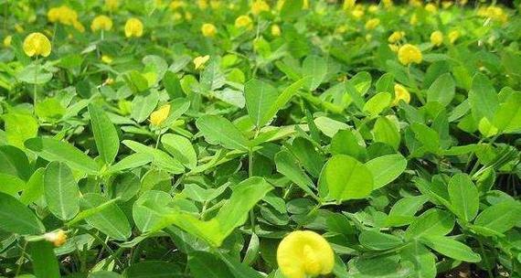 花生追肥时间及方法（科学合理的肥料管理可使花生产量翻倍）