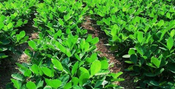 花生追肥时间及方法（科学合理的肥料管理可使花生产量翻倍）