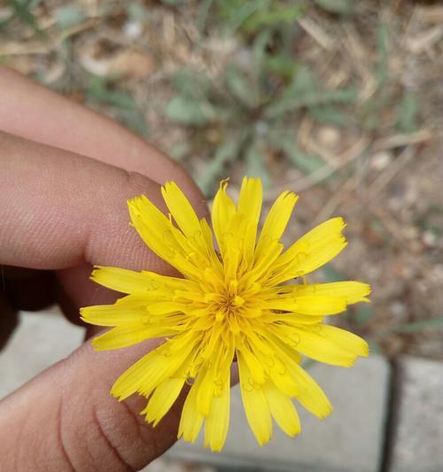 花生的性别结构（单性还是双性）