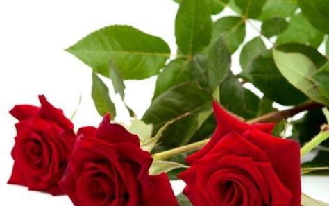 35朵玫瑰的花语与意义（探秘35朵玫瑰代表的不同寓意）