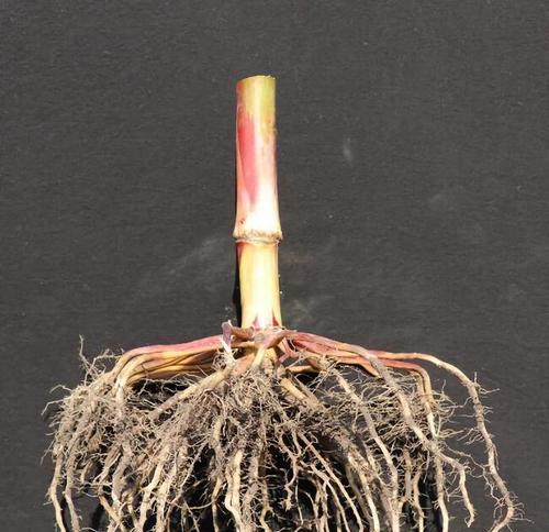 花生是单子叶植物吗（探究花生的分类特征）