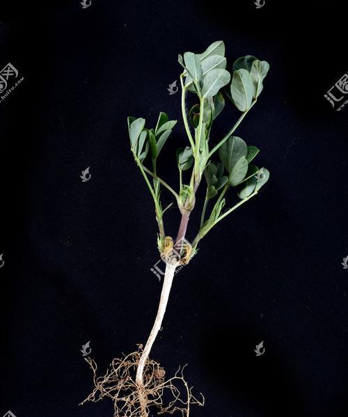 花生不宜与氯相遇