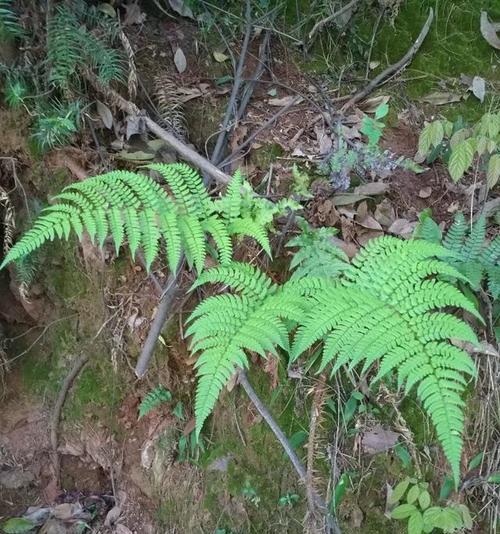 揭秘花生真正身份（从植物分类到营养价值）