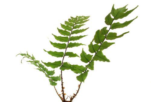 揭秘花生真正身份（从植物分类到营养价值）