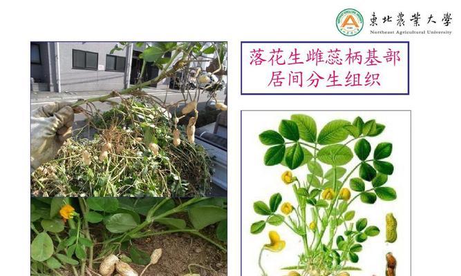 探究花生的生长与应用（了解花生的种植历史）