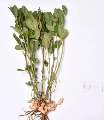 花生果实的定义与特点（探究花生是果实还是坚果）