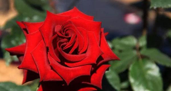 玫瑰花的花语及其意义——以75朵玫瑰花为例（75朵玫瑰花的花语意义以及如何传达爱意）