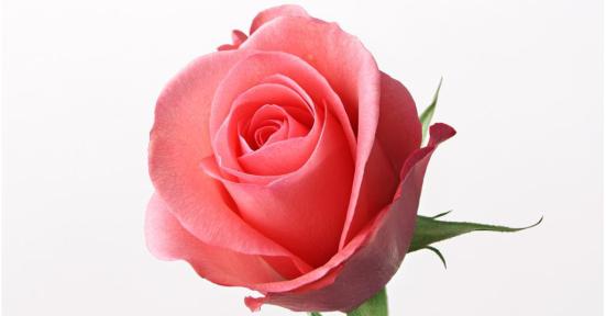 99朵玫瑰花花语的深意（解读99朵玫瑰花所代表的爱情语言）