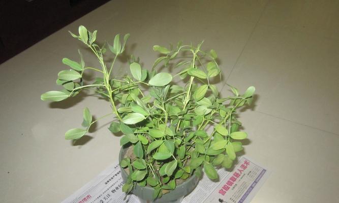 如何判断花生是否熟透（掌握方法）