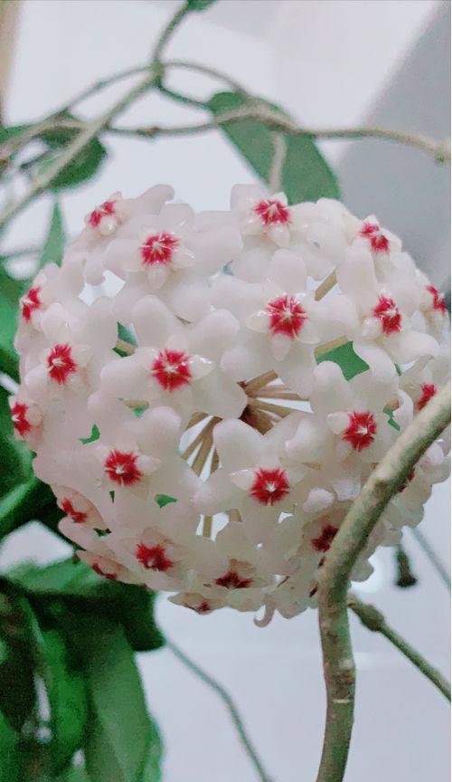探寻八瓣花的寓意与象征（解读八瓣花的美丽传说和文化符号）