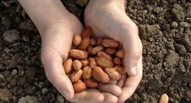 花生种子可以食用吗（探讨花生种子的食用价值与注意事项）