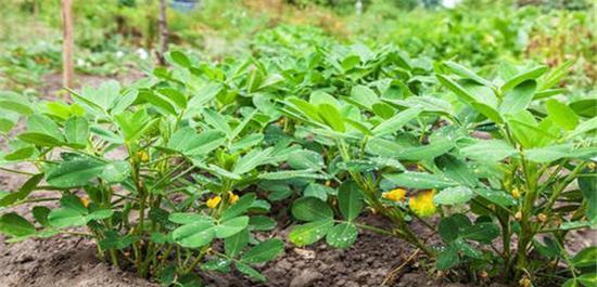 如何选择最佳肥料进行花生追肥（肥料选择攻略及追肥技巧）
