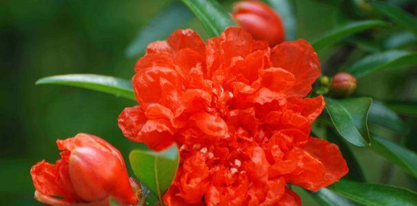 花石榴催花时间和方法（催花是种技术活）