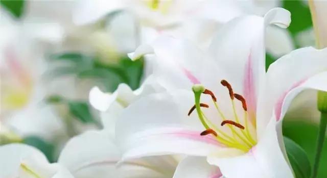 白百合花的花语与寓意（探寻白百合花在人生中的深刻意义）