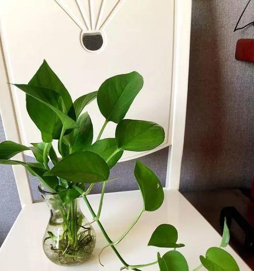 花仙子的毒性及适宜养护环境（了解花仙子的毒性）