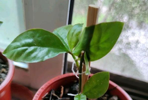 花仙子的毒性及适宜养护环境（了解花仙子的毒性）