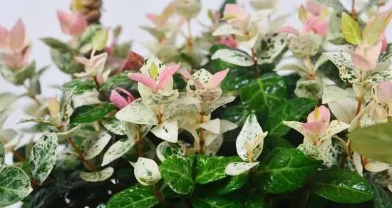 花叶络石开花指南（了解花期）