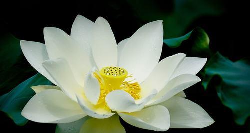 白莲花的象征意义及传承之美（美丽纯洁的白莲花）