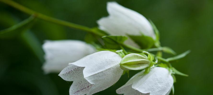 白铃兰的花语和寓意（探寻白铃兰花的内涵及象征意义）