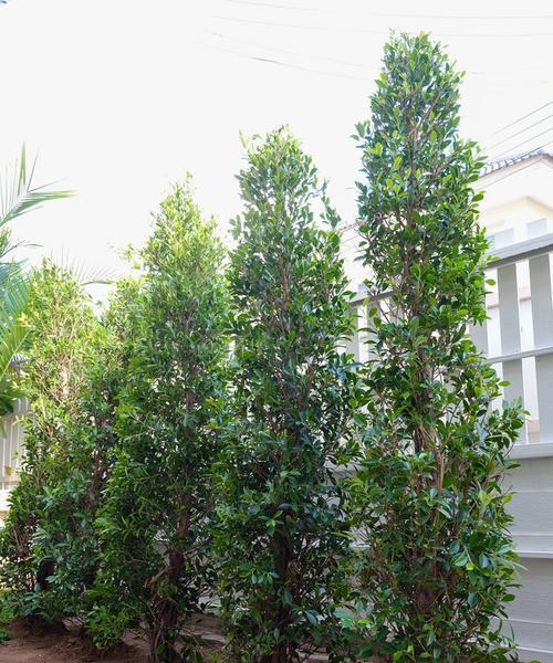 打造美丽花园，适合种什么树（15种适合花园种植的树及其特点）