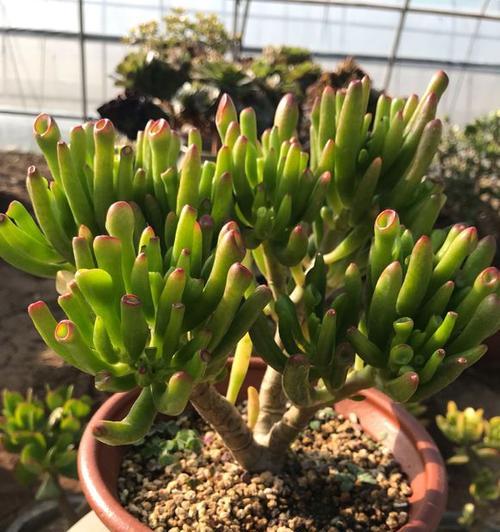 《花月夜开花后的处理方法》（保护花朵）
