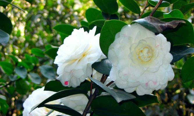 白色山茶花花语与代表意义（探索白色山茶花的意义与象征）